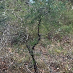 Persoonia linearis at Moruya, NSW - 21 Jul 2023