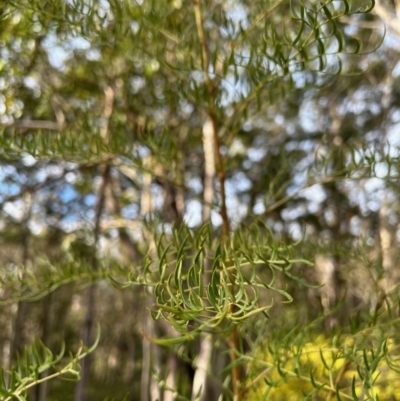 Polyscias sambucifolia subsp. Bipinnate leaves (J.H.Ross 3967) Vic. Herbarium (Ferny Panax) at Broulee, NSW - 19 Jul 2023 by LisaH