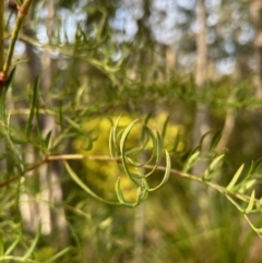 Polyscias sambucifolia subsp. Bipinnate leaves (J.H.Ross 3967) Vic. Herbarium at Broulee, NSW - suppressed