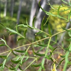 Polyscias sambucifolia subsp. Bipinnate leaves (J.H.Ross 3967) Vic. Herbarium at Broulee, NSW - suppressed