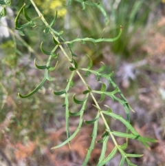 Polyscias sambucifolia subsp. Bipinnate leaves (J.H.Ross 3967) Vic. Herbarium at Broulee, NSW - suppressed