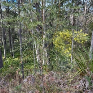 Polyscias sambucifolia subsp. Bipinnate leaves (J.H.Ross 3967) Vic. Herbarium at Broulee, NSW - suppressed