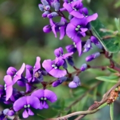 Hardenbergia violacea (False Sarsaparilla) at Moruya, NSW - 21 Jul 2023 by LisaH