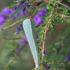 Hardenbergia violacea at Moruya, NSW - suppressed