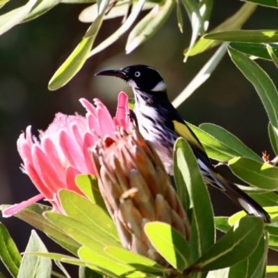 Phylidonyris novaehollandiae (New Holland Honeyeater) at Broulee Moruya Nature Observation Area - 21 Jul 2023 by LisaH