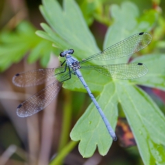 Griseargiolestes intermedius (Alpine Flatwing) at Gibraltar Pines - 29 Dec 2022 by KorinneM