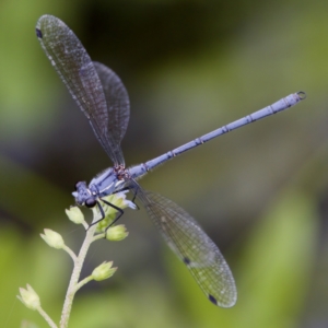 Griseargiolestes intermedius at Paddys River, ACT - 29 Dec 2022