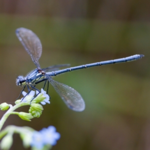 Griseargiolestes intermedius at Paddys River, ACT - 29 Dec 2022