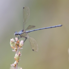 Griseargiolestes intermedius at Paddys River, ACT - 29 Dec 2022