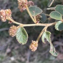 Pomaderris eriocephala (Woolly-head Pomaderris) at Uriarra, NSW - 21 Jul 2023 by JaneR