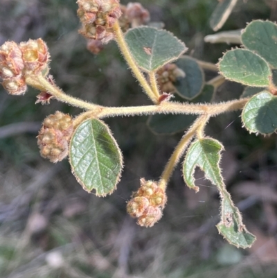 Pomaderris eriocephala (Woolly-head Pomaderris) at Uriarra, NSW - 21 Jul 2023 by JaneR