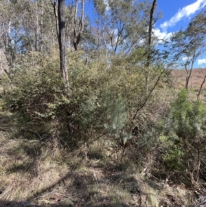 Pomaderris eriocephala at Uriarra, NSW - 21 Jul 2023