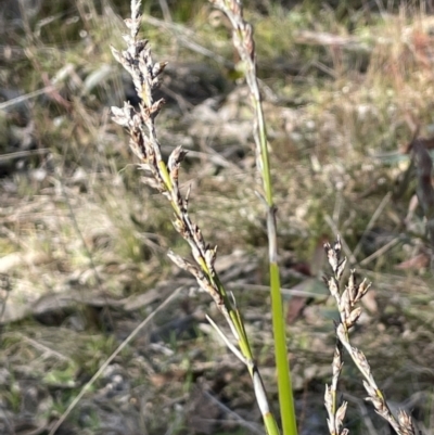 Lepidosperma laterale (Variable Sword Sedge) at Uriarra, NSW - 21 Jul 2023 by JaneR