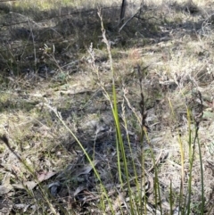 Lepidosperma laterale at Uriarra, NSW - 21 Jul 2023 01:19 PM