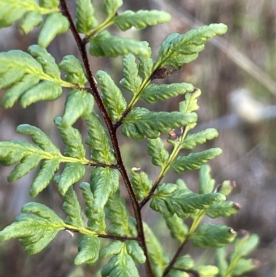 Cheilanthes sieberi subsp. sieberi (Narrow Rock Fern) at Uriarra, NSW - 21 Jul 2023 by JaneR