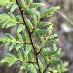 Cheilanthes sieberi subsp. sieberi (Narrow Rock Fern) at Uriarra, NSW - 21 Jul 2023 by JaneR
