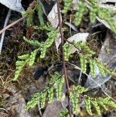 Cheilanthes sieberi subsp. sieberi at Uriarra, NSW - 21 Jul 2023