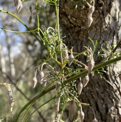 Clematis leptophylla (Small-leaf Clematis, Old Man's Beard) at Uriarra, NSW - 21 Jul 2023 by JaneR