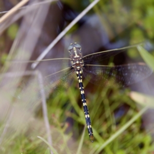 Synthemis eustalacta at Paddys River, ACT - 29 Dec 2022