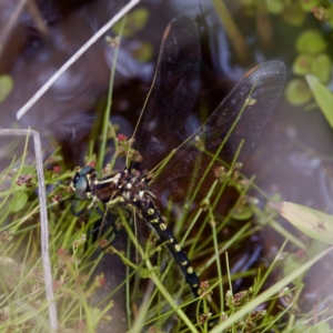 Synthemis eustalacta at Paddys River, ACT - 29 Dec 2022