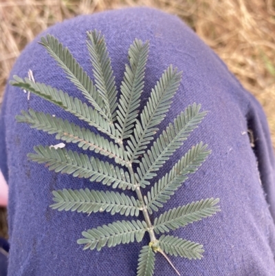 Acacia baileyana x Acacia dealbata (Cootamundra Wattle x Silver Wattle (Hybrid)) at Mount Majura - 21 Jul 2023 by waltraud