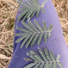 Acacia baileyana x Acacia dealbata at Watson, ACT - 21 Jul 2023