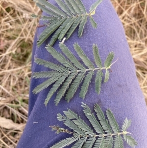 Acacia baileyana x Acacia dealbata at Watson, ACT - 21 Jul 2023 02:58 PM