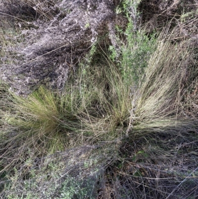 Nassella trichotoma (Serrated Tussock) at The Fair, Watson - 21 Jul 2023 by waltraud