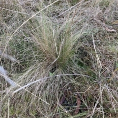 Nassella trichotoma (Serrated Tussock) at Mount Majura - 21 Jul 2023 by waltraud