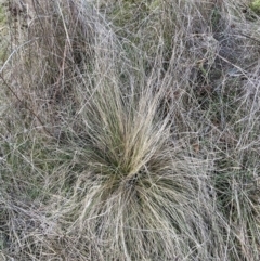 Nassella trichotoma at Watson, ACT - 21 Jul 2023