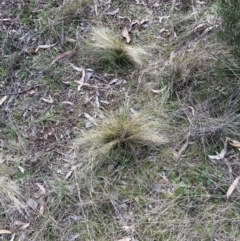 Nassella trichotoma (Serrated Tussock) at The Fair, Watson - 21 Jul 2023 by waltraud