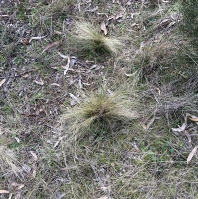 Nassella trichotoma (Serrated Tussock) at The Fair, Watson - 21 Jul 2023 by waltraud