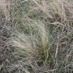 Nassella trichotoma (Serrated Tussock) at Watson, ACT - 21 Jul 2023 by waltraud