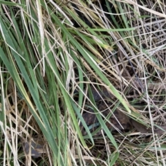 Nassella neesiana (Chilean Needlegrass) at Watson, ACT - 21 Jul 2023 by waltraud