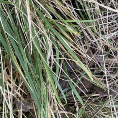 Nassella neesiana (Chilean Needlegrass) at The Fair, Watson - 21 Jul 2023 by waltraud