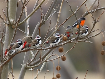 Stagonopleura guttata (Diamond Firetail) at Booth, ACT - 27 Jun 2023 by RodDeb