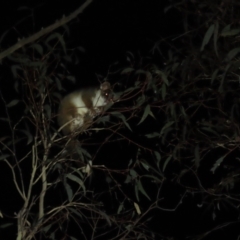 Pseudocheirus peregrinus (Common Ringtail Possum) at Flea Bog Flat, Bruce - 21 Jul 2023 by JVR