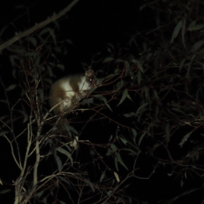 Pseudocheirus peregrinus (Common Ringtail Possum) at Bruce, ACT - 21 Jul 2023 by JVR