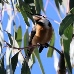 Acanthorhynchus tenuirostris (Eastern Spinebill) at Kent McKoy Reserve - 22 Jul 2023 by KylieWaldon