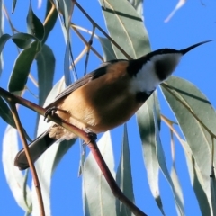 Acanthorhynchus tenuirostris at Wodonga, VIC - 22 Jul 2023 11:15 AM