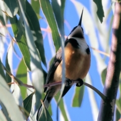 Acanthorhynchus tenuirostris at Wodonga, VIC - 22 Jul 2023 11:15 AM