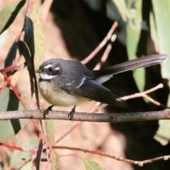 Rhipidura albiscapa (Grey Fantail) at Kent McKoy Reserve - 22 Jul 2023 by KylieWaldon