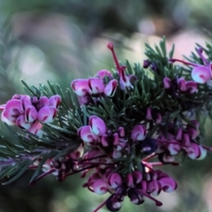 Grevillea lanigera (Woolly Grevillea) at Wodonga - 22 Jul 2023 by KylieWaldon