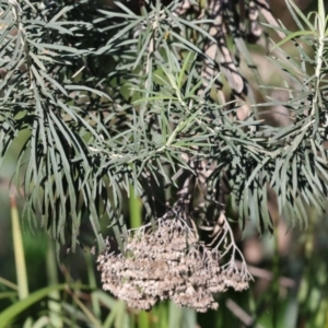 Cassinia longifolia at Wodonga, VIC - 22 Jul 2023
