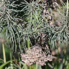 Cassinia longifolia (Shiny Cassinia, Cauliflower Bush) at Wodonga - 22 Jul 2023 by KylieWaldon