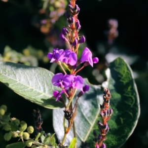 Hardenbergia violacea at Wodonga, VIC - 22 Jul 2023