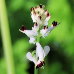 Fumaria capreolata (White Fumitory) at Clyde Cameron Reserve - 22 Jul 2023 by KylieWaldon