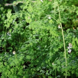 Fumaria capreolata at Wodonga, VIC - 22 Jul 2023