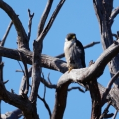 Falco peregrinus (Peregrine Falcon) at Gundaroo, NSW - 22 Jul 2023 by MPennay