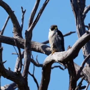 Falco peregrinus at Gundaroo, NSW - 22 Jul 2023